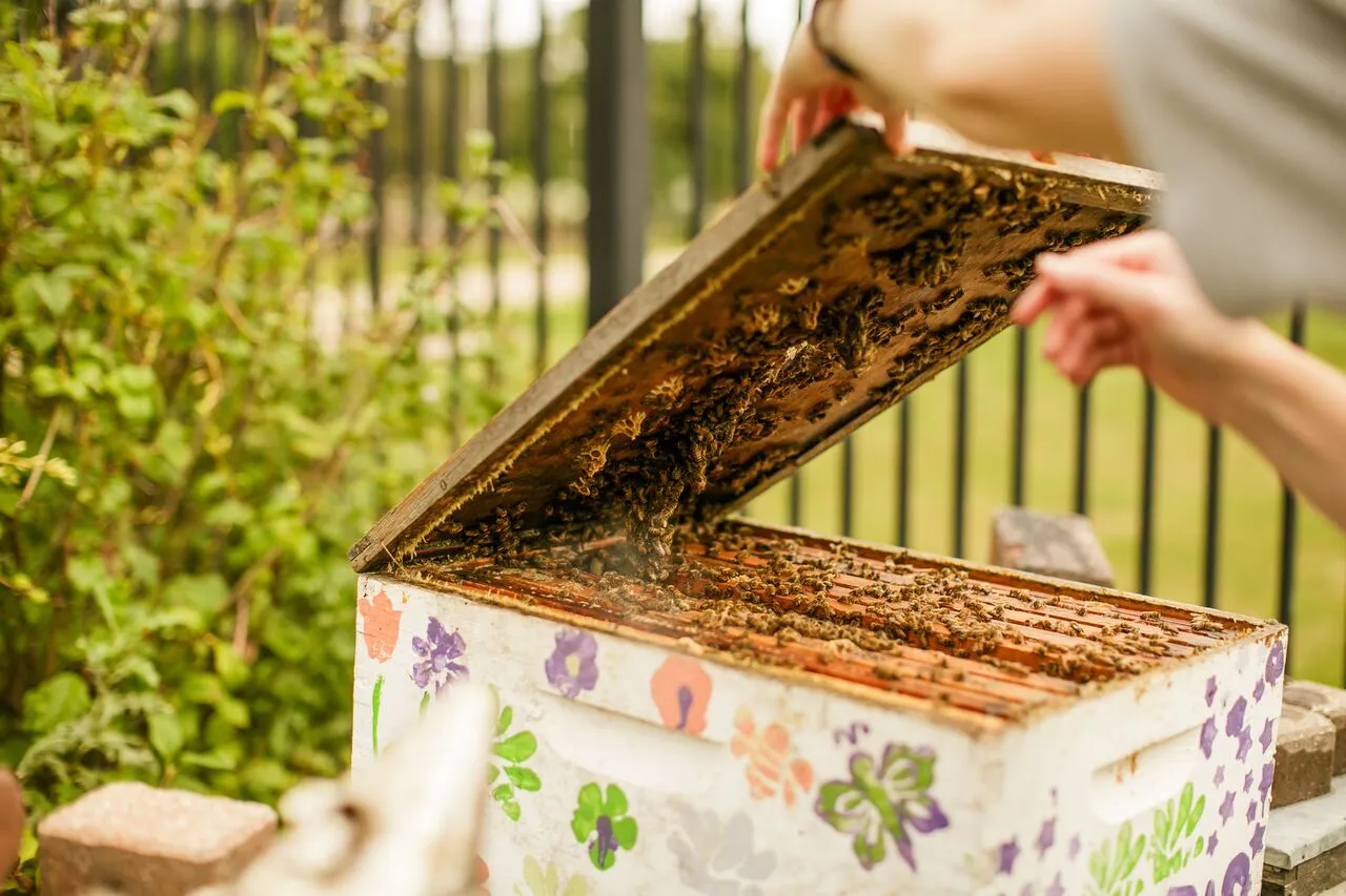 A white box-style bee hive painted with colorful flowers. A Beekeeper is opening the top of the hive to reveal the comb inside.
